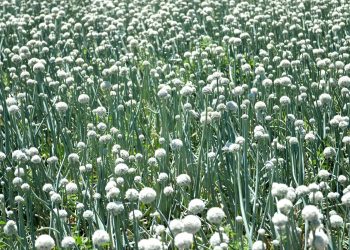 Start Onion Farming -The Complete Guide