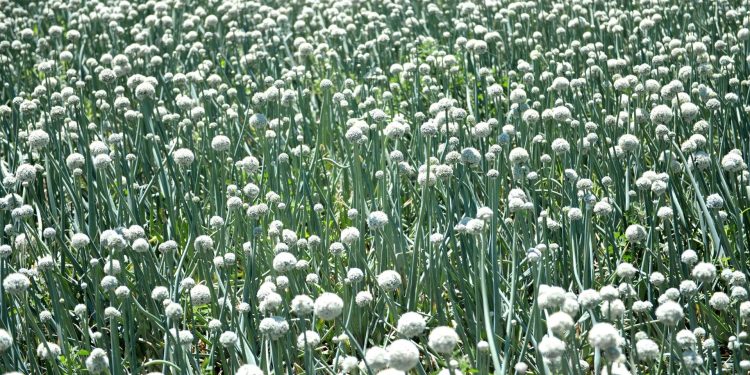 Start Onion Farming -The Complete Guide