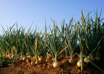 Onion Farming, Planting, Care, Harvesting – A Full Guide