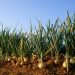 Onion Farming, Planting, Care, Harvesting – A Full Guide