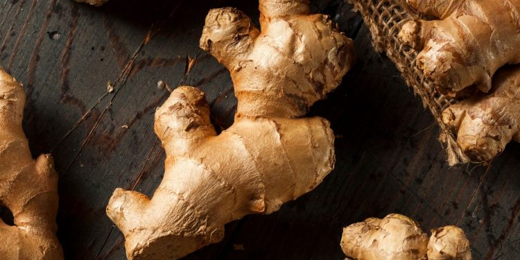 Ginger Farming (Organic), Planting, Harvesting, Yield