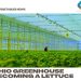 Ohio greenhouse becoming a lettuce leader in the Midwest