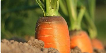 Planting Root Vegetables – Growing Root Vegetables