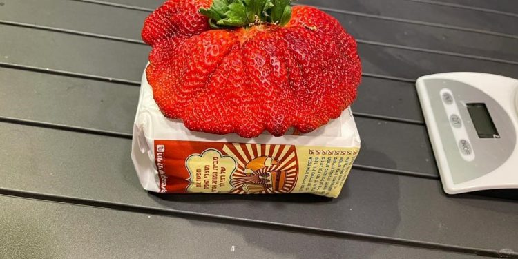 The world’s largest strawberry, grown using Haifa Group’s nutritional products