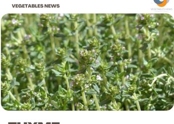 Thyme Gardening For Beginners, How To Start