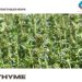 Thyme Gardening For Beginners, How To Start