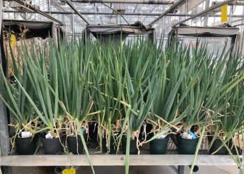 Peeling onions to help crops withstand drought and disease