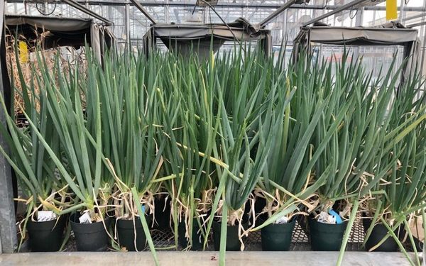 Peeling onions to help crops withstand drought and disease