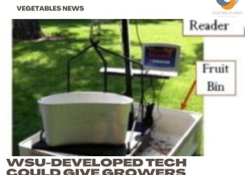 WSU-developed tech could give growers better harvest data