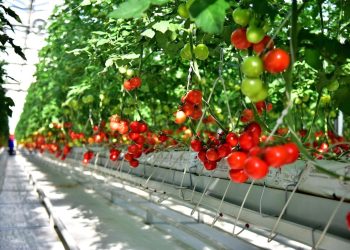 Turkmen producer exported 200 tons of tomatoes to Russia and Kazakhstan