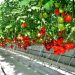 Turkmen producer exported 200 tons of tomatoes to Russia and Kazakhstan
