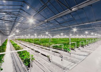 New greenhouse complexes for growing vegetables will appear near Khabarovsk