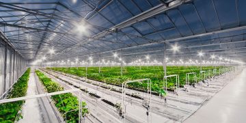 New greenhouse complexes for growing vegetables will appear near Khabarovsk
