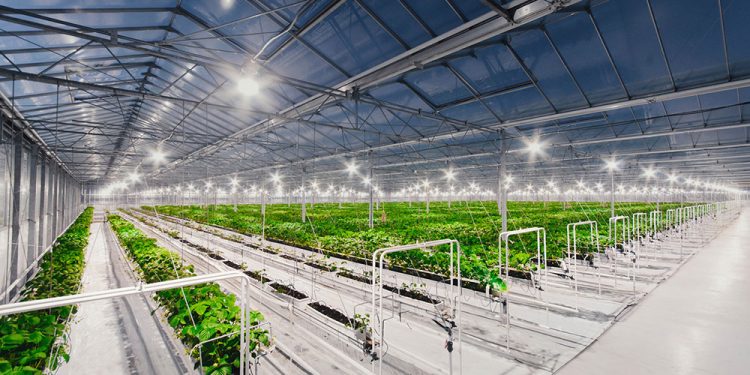 New greenhouse complexes for growing vegetables will appear near Khabarovsk