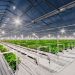 New greenhouse complexes for growing vegetables will appear near Khabarovsk