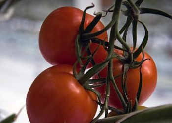 Crimean agrarians sowed 760 hectares of vegetable crops and almost 700 hectares of potatoes