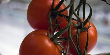 Crimean agrarians sowed 760 hectares of vegetable crops and almost 700 hectares of potatoes