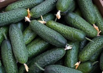Production of greenhouse vegetables in Russia increased by 4.9%