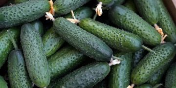 Production of greenhouse vegetables in Russia increased by 4.9%