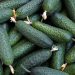 Production of greenhouse vegetables in Russia increased by 4.9%