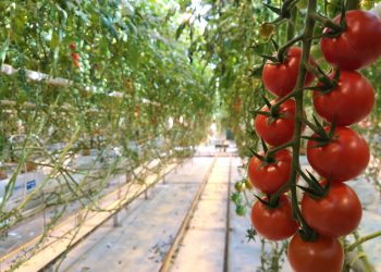 ABOUT 80 THOUSAND TOMATOES TO HAVE IN NOVEMBER IN THE ASTRAKHAN REGION