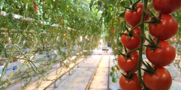 ABOUT 80 THOUSAND TOMATOES TO HAVE IN NOVEMBER IN THE ASTRAKHAN REGION