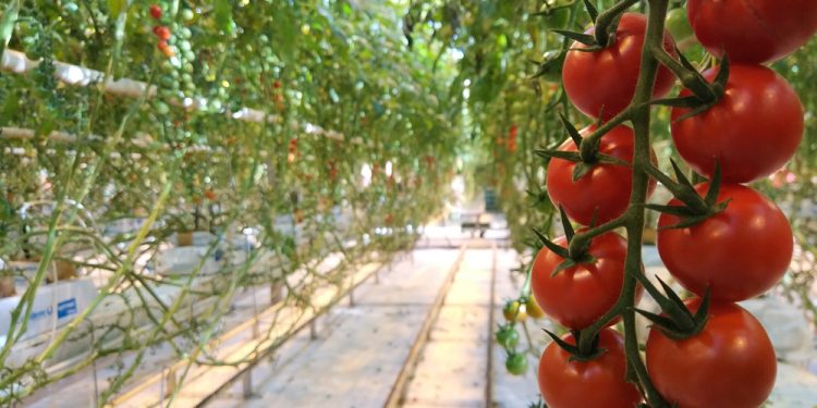 ABOUT 80 THOUSAND TOMATOES TO HAVE IN NOVEMBER IN THE ASTRAKHAN REGION