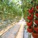 ABOUT 80 THOUSAND TOMATOES TO HAVE IN NOVEMBER IN THE ASTRAKHAN REGION