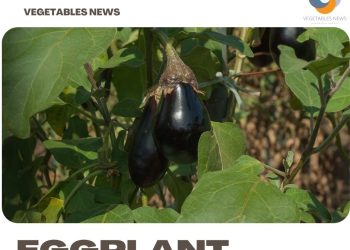 Growing Eggplant from Seeds – At Home