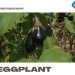 Growing Eggplant from Seeds – At Home