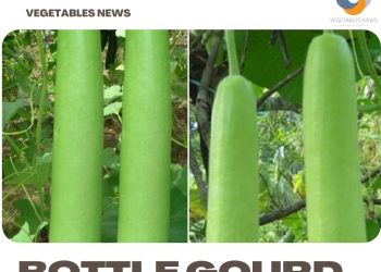 Growing Organic Bottle Gourd – A Planting Guide