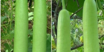 Growing Organic Bottle Gourd – A Planting Guide