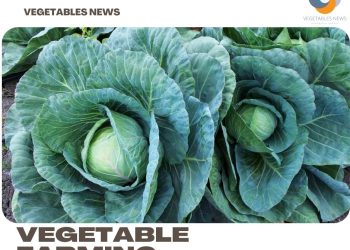 Vegetable Farming In Karnataka – Planting Calendar