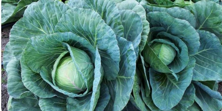 Vegetable Farming In Karnataka – Planting Calendar