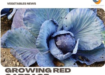 Growing Red Cabbage – Tips, Techniques, and Secrets