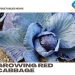 Growing Red Cabbage – Tips, Techniques, and Secrets