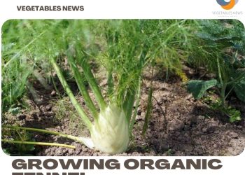 Growing Organic Fennel – From Seed, Planting Guide