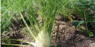 Growing Organic Fennel – From Seed, Planting Guide