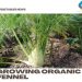 Growing Organic Fennel – From Seed, Planting Guide