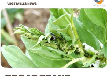 Growing Broad Beans From Seed – Planting Guide