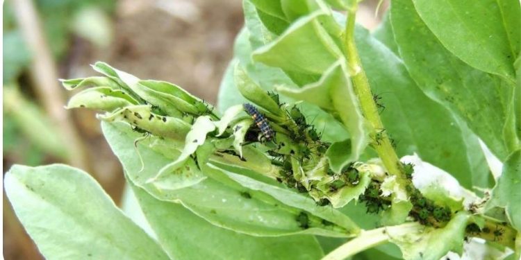 Growing Broad Beans From Seed – Planting Guide