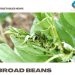Growing Broad Beans From Seed – Planting Guide