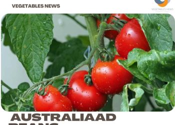 Vegetable Farming In Australia – Planting Season