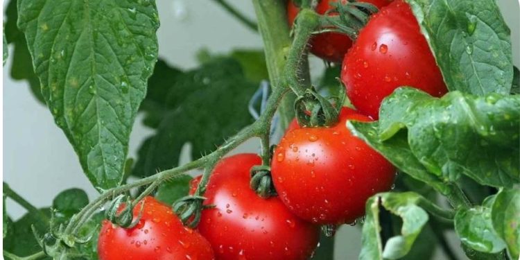 Vegetable Farming In Australia – Planting Season