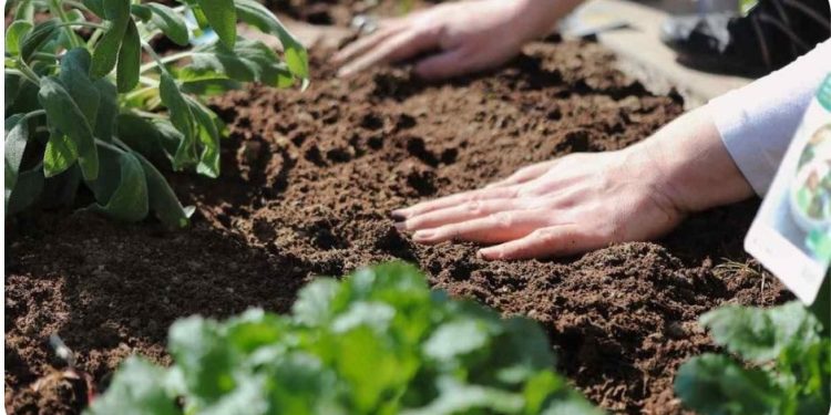 Vegetable Gardening Tips (Planting), and Techniques