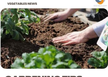 Vegetable Gardening Tips (Planting), and Techniques