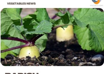 Radish Gardening For Beginners – How To Start, FAQs