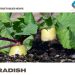 Radish Gardening For Beginners – How To Start, FAQs