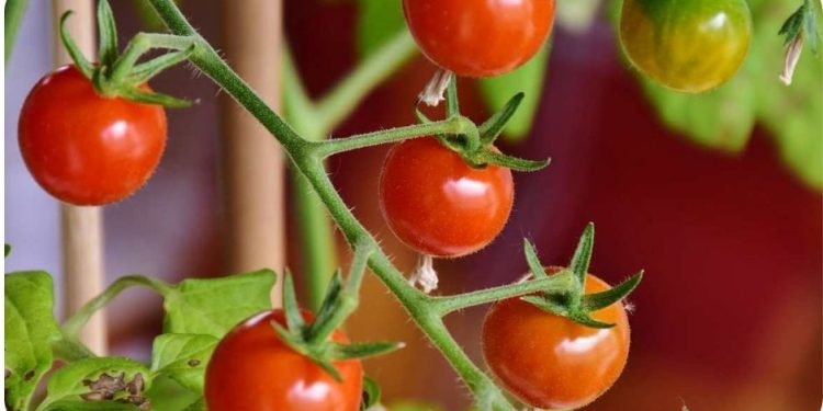 Best Vegetables That Grow In Containers