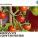 Best Vegetables That Grow In Containers